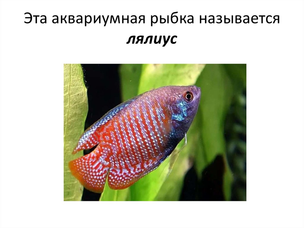 Аквариумные рыбки с названием и фото