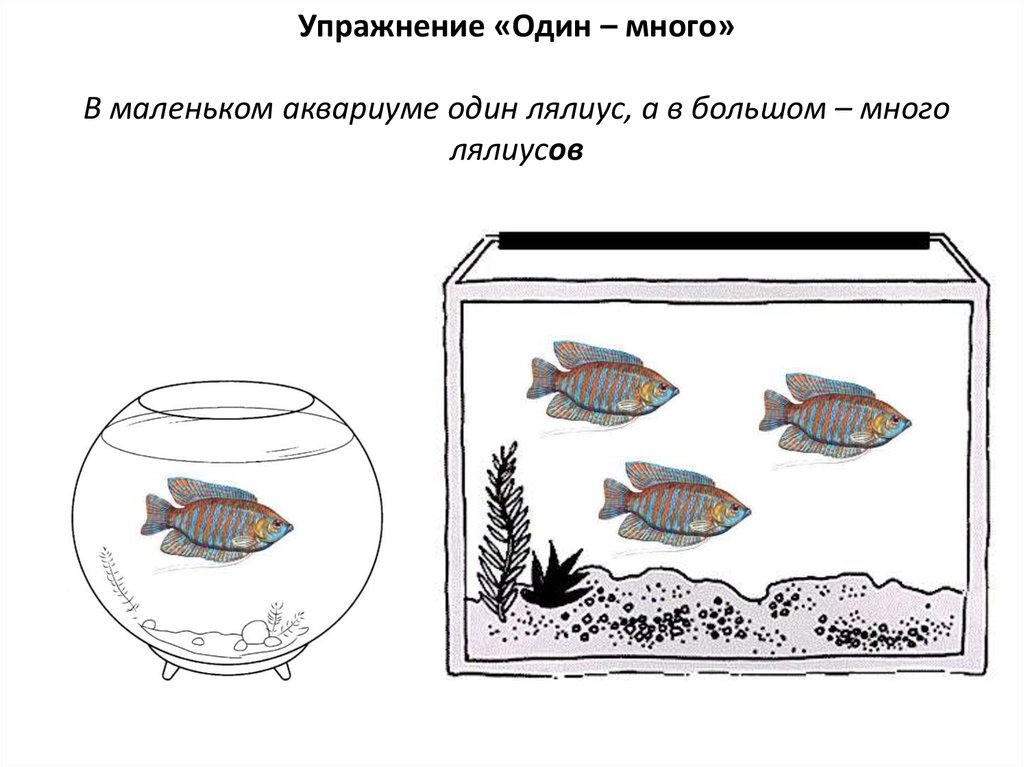 Рассмотрите рисунок на котором изображена аквариумная рыба