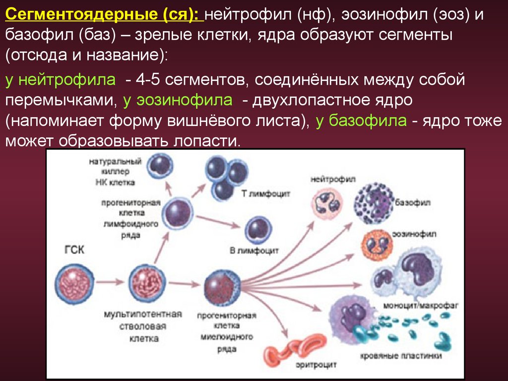 Двухъядерные клетки