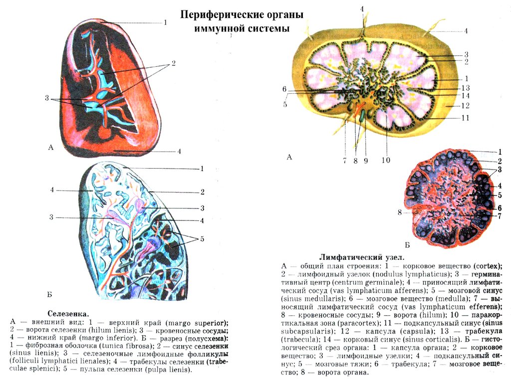 Система селезенки. Периферические органы иммунной системы строение селезенки. Селезенка периферический орган иммунной системы. Селезёнка органы кроветворения и иммунной системы. Схема строения лимфатического узла.