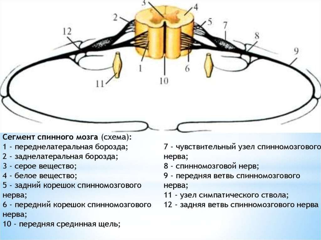 Схема спинномозговых нервов