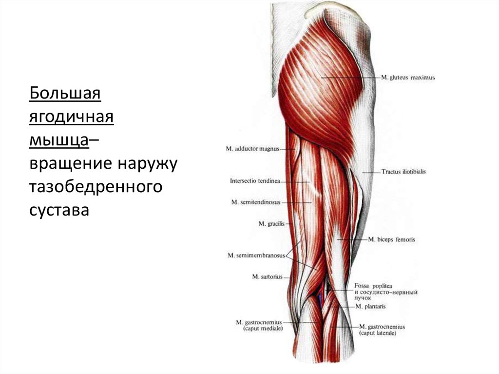 Двуглавая мышца бедра анатомия картинки