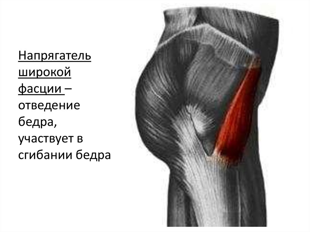 Фасции бедра. Тензор широкой фасции бедра. Напрягатель широкой фасции бедра анатомия. Tensor fasciae Latae мышца. Мышца напрягающая широкую фасцию бедра.