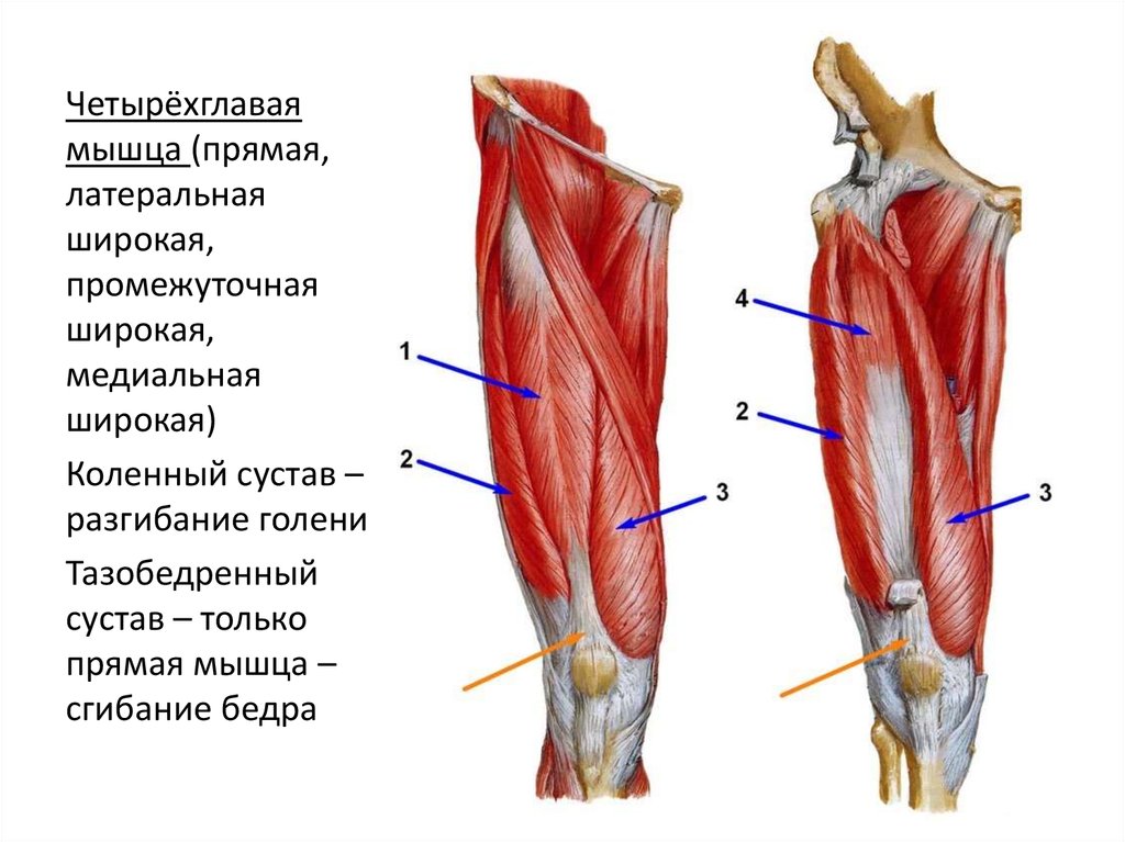 Медиальный и латеральный это. Мышцы сгибатели бедра анатомия. Мышцы сгибатели коленного сустава. Четырехглавая мышца бедра промежуточная широкая мышца. Четырехглавая мышца анатомия.