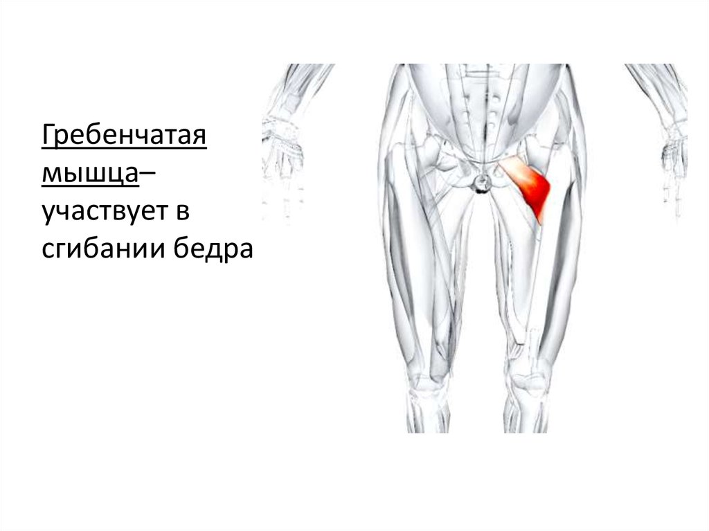 Малая приводящая. Гребенчатая мышца анатомия. Гребенчатая тонкая приводящая мышца бедра. Гребешковая мышца бедра анатомия. Гребенчатая мышца бедра функции.