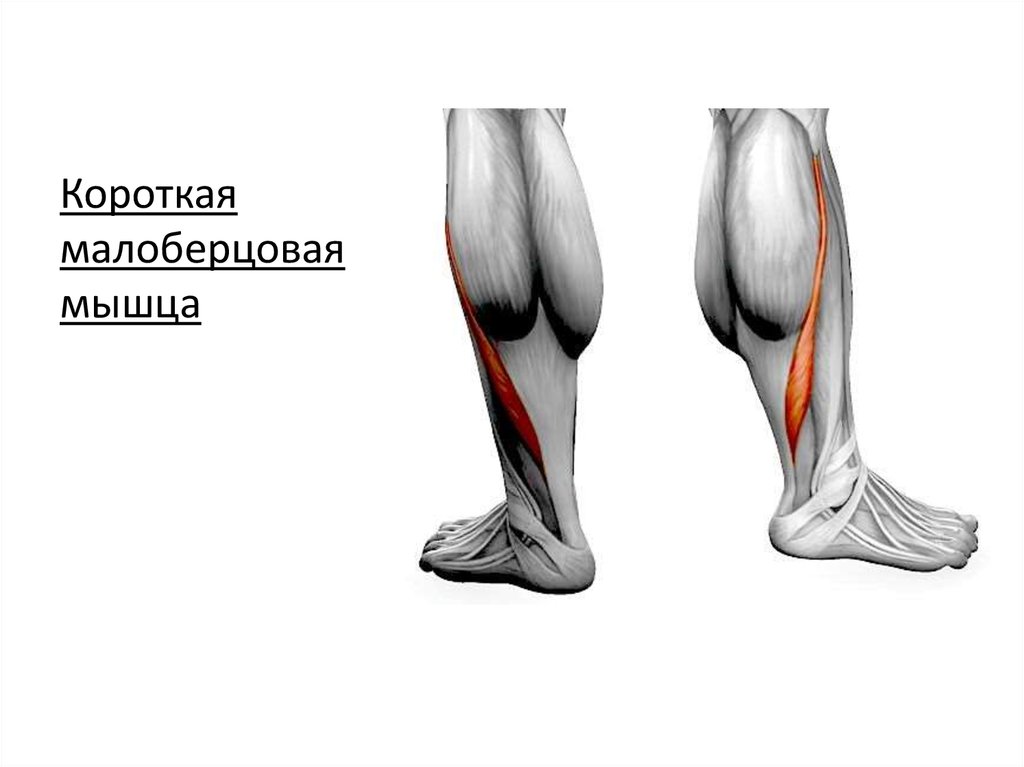 Короткая малоберцовая мышца. Длинная и короткая малоберцовая мышца. Длинная малоберцовая мышца анатомия. Длинная малоберцовая мышца голени. Длинная малоберцовая мышца стопы.