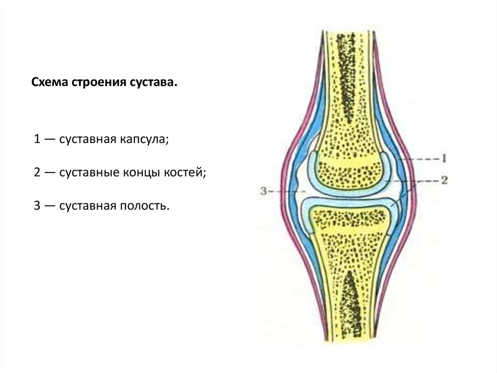 Определенный сустав. Строение сустава анатомия суставная капсула. Схема строения коленного сустава человека. Элементы сустава суставная полость суставная капсула. Строение капсулы коленного сустава.