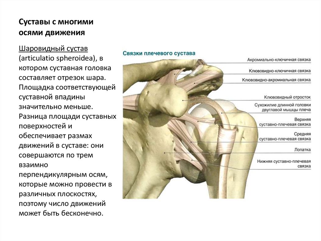Названия суставов человека. Плечелучевой сустав сустав сустав. Связки плечевого сустава анатомия. Плечелучевой сустав оси движения. Плечелопаточный сустав анатомия человека.