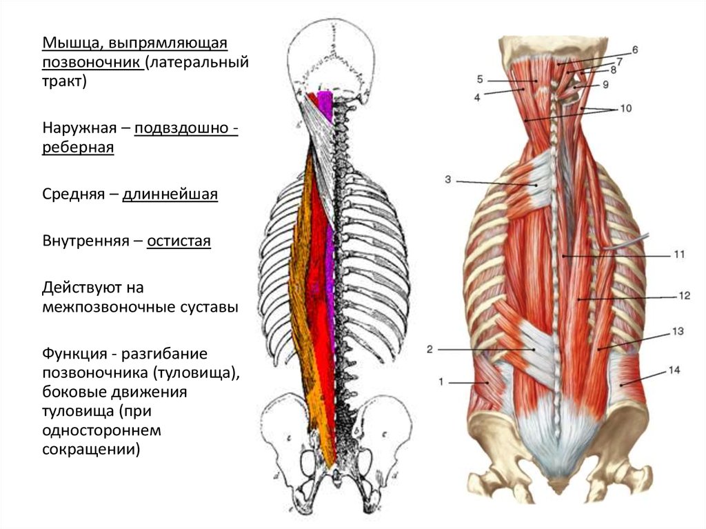 Поясница какие мышцы. Мышцы разгибатели позвоночника. Крестцово остистая мышца анатомия. Глубокие мышцы спины с разгибателем позвоночника. Латеральный тракт мышц спины.