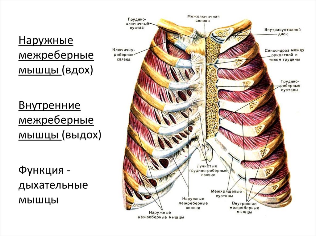 Что между ребрами спереди. Наружные и внутренние межреберные мышцы. Наружные межреберные мышцы анатомия. Наружная межреберная мембрана анатомия. Грулинореьерные сусиавы.