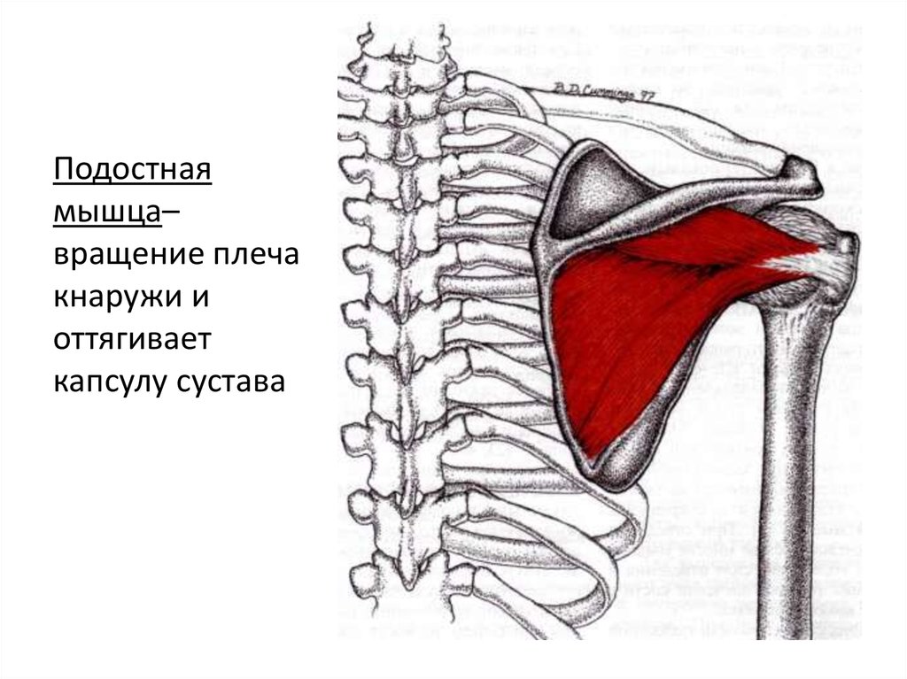 Малая круглая мышца картинка