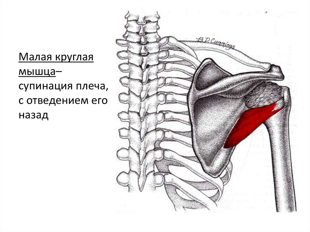 Подостная и малая круглая мышцы