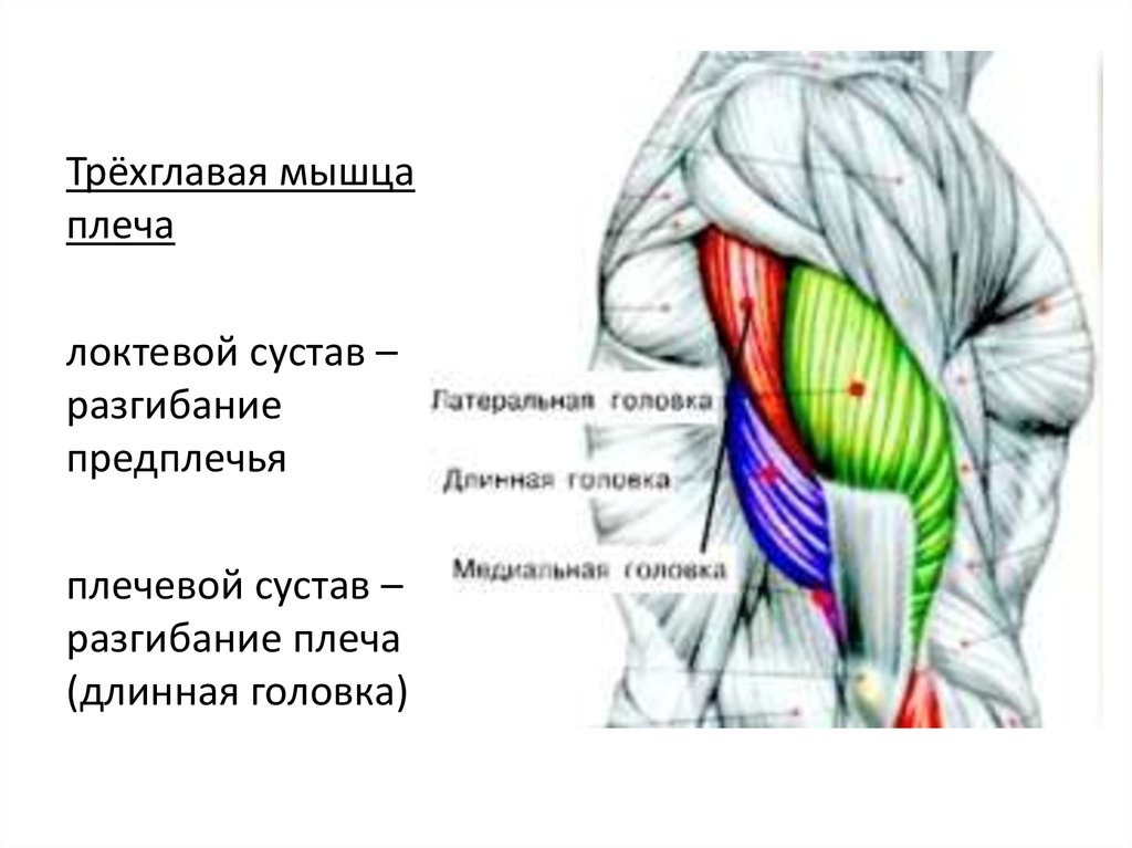 Медиальная головка трицепса фото