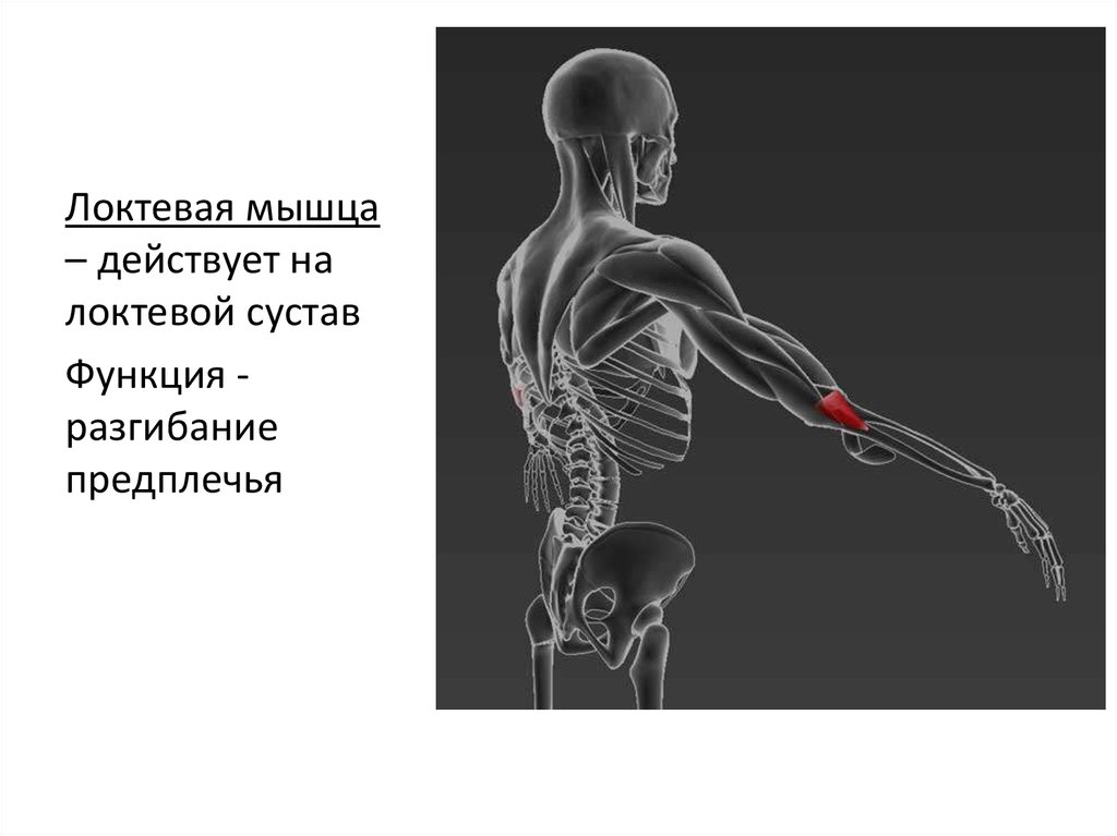 Локтевая мышца. Локтевая мышца плеча. Локтевая мышца функции. Локтевая мышца плеча функции.