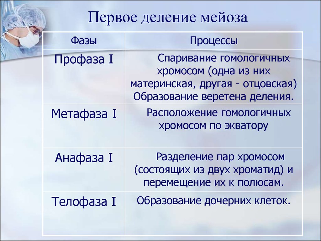 Мейоз презентация 10 класс