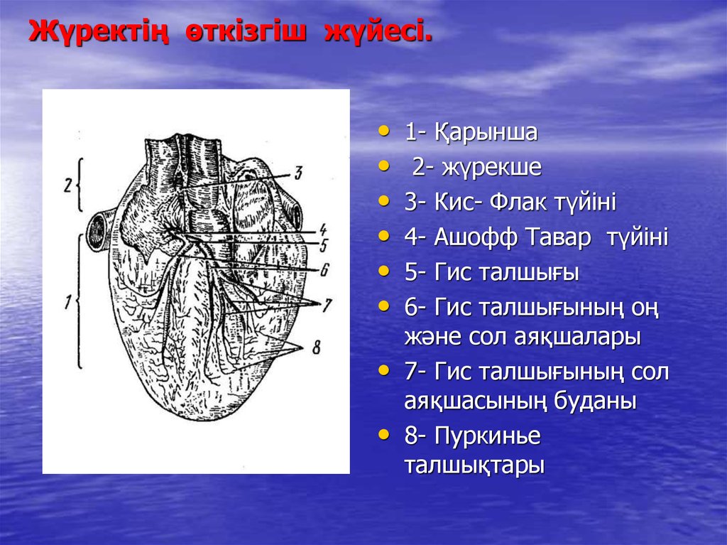 Жүрек автоматиясының механизмі презентация