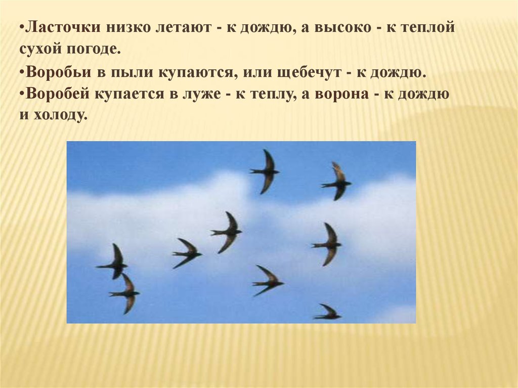 Низко летящая птица. Ласточки низко летают. Птицы низко летают. Ласточки низко летают к дождю. Ласточки к дождю.