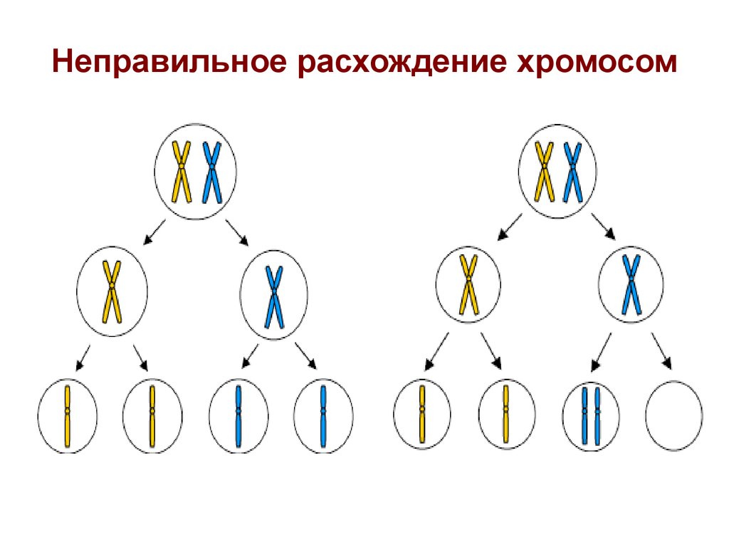 Появление дополнительной хромосомы. Нерасхождение хромосом в мейозе схема. Нерасхождение хромосом синдром Дауна. Нерасхождение хромосом при мейозе. Нарушение расхождения половых хромосом в мейозе.