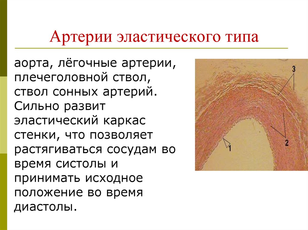 Артерии мышечно эластического типа