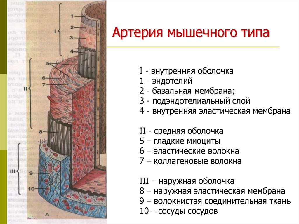 Внутренняя оболочка. Оболочки пищевода наружная внутренняя средняя. Внутренняя эластическая мембрана сосуда. Адвентиция пищевода. Внутреннюю среднюю и наружную ткань оболочки пищевода.