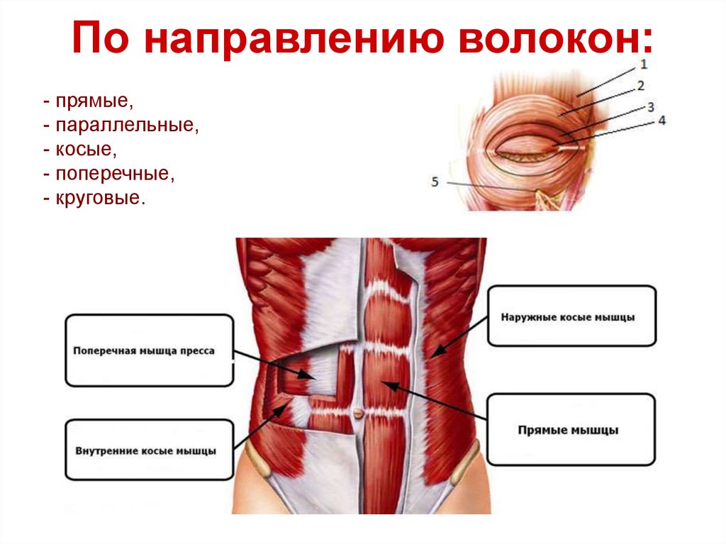 Направление мышц. Классификация мышц по направлению волокон. По напровлениюмышечныхволокон. Мышцы по направлению волокон мышц. Классификация мышц по направлению мышечных волокон.