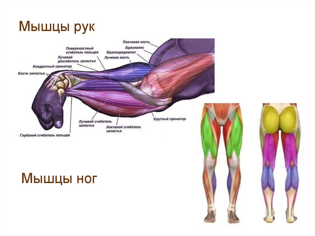 Прямая мышца бедра