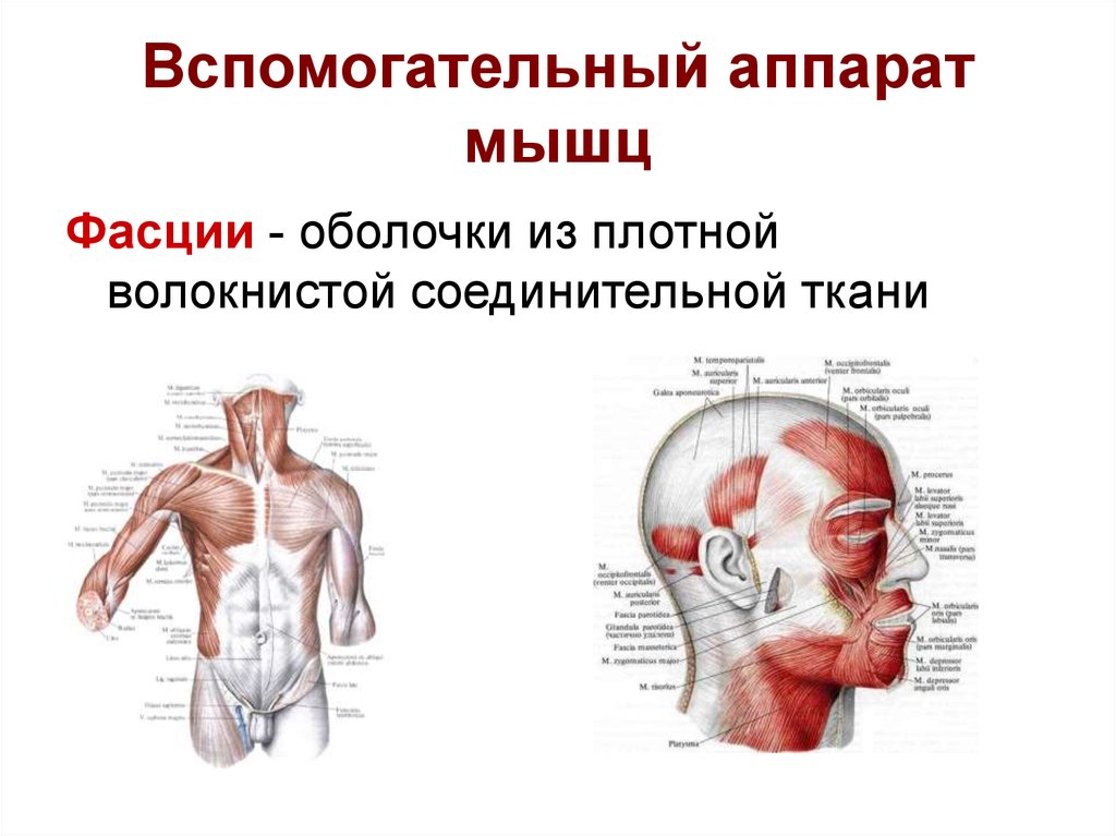 Вспомогательные мышцы. Вспомогательный аппарат мышц схема. Вспомогательный аппарат скелетных мышц. Строение вспомогательного аппарата мышцы кратко. Вспомогательный аппарат мышц фасции.