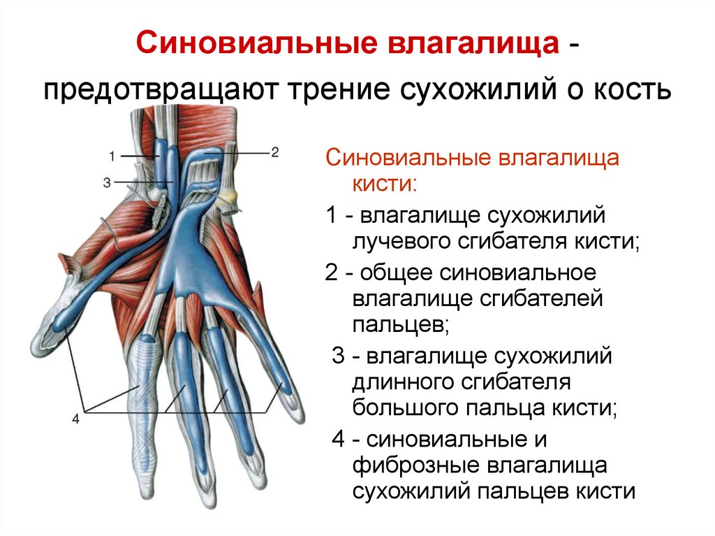 Язык во влагалище фото