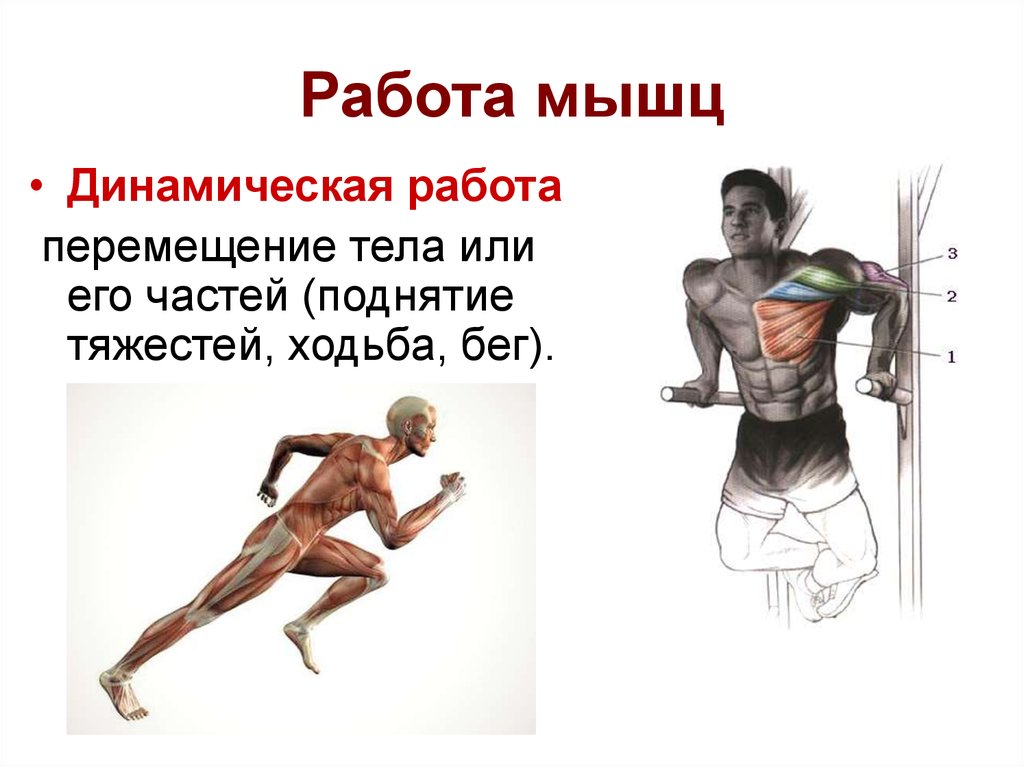 Работа мышцы зависит. Работа мышц. Динамическая работа мышц. Динамическая и статическая работа мышц. Статическая работа мышц человека.