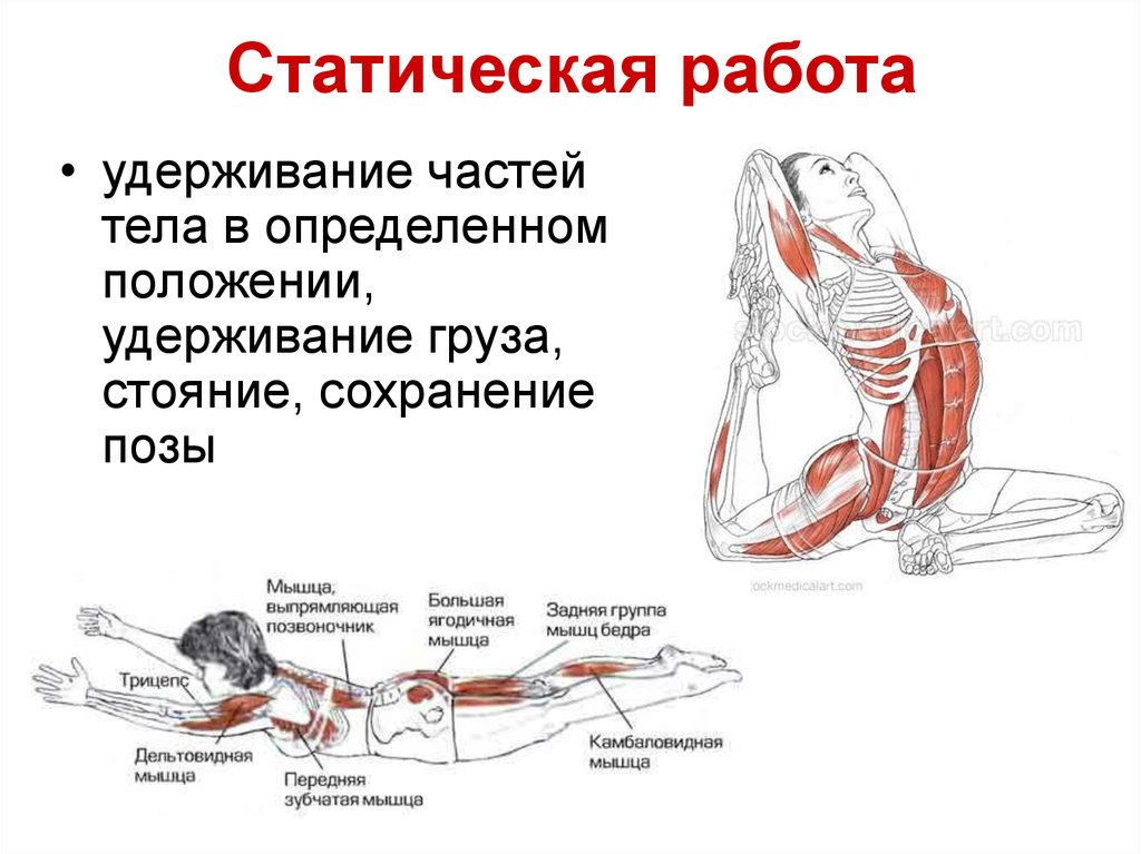 Основные работы мышц. Статичная работа мышц. Динамическая мышечная работа. Статические мышцы. Динамическая и статическая работа мышц.