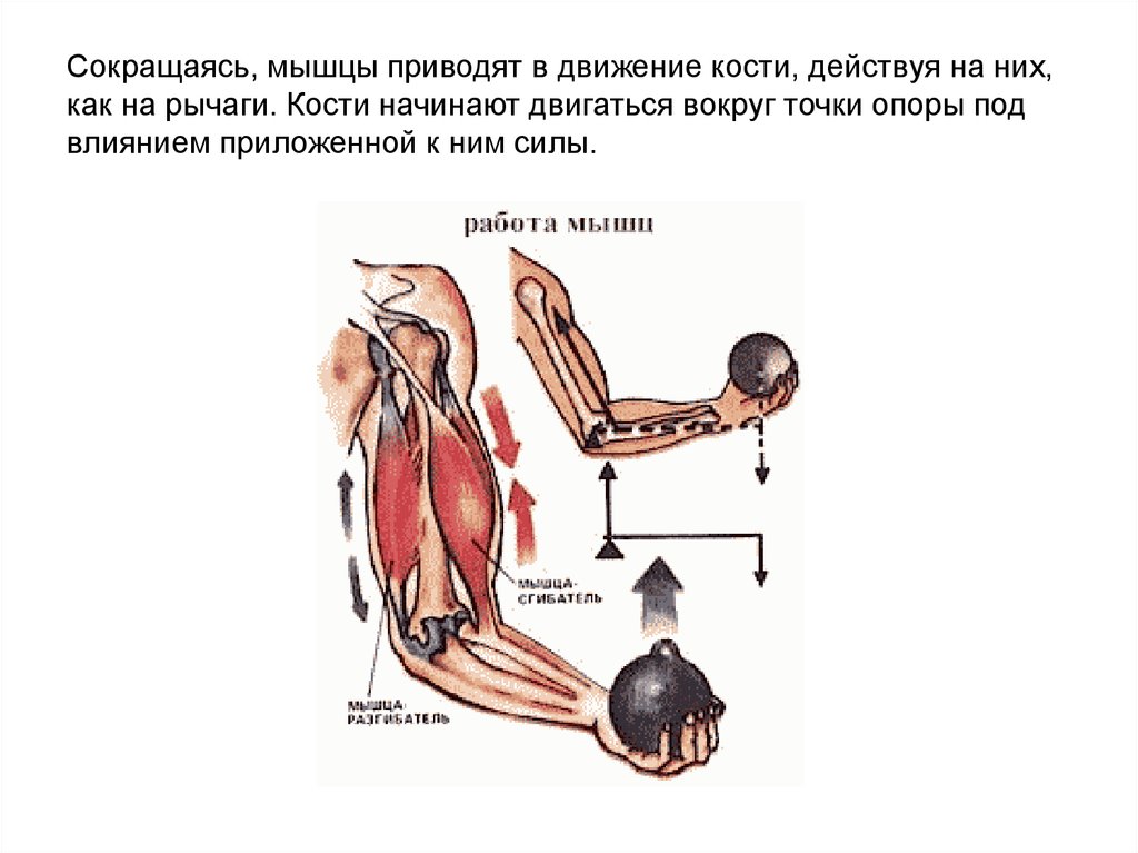 Работа мышцы зависит. Динамическая и статическая работа мышц. Работа мышц человека статическая и динамическая. Регуляция деятельности мышц схема. Динамическая и статическая работа мышц рисунок.
