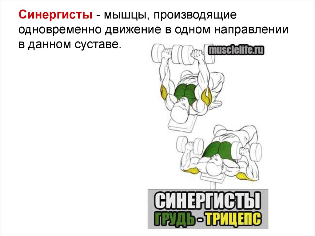 Мышцы синергисты. Мышцы антагонисты и синергисты. Мышцы синеганисты это э. Разгибание ног мышцы синергисты.