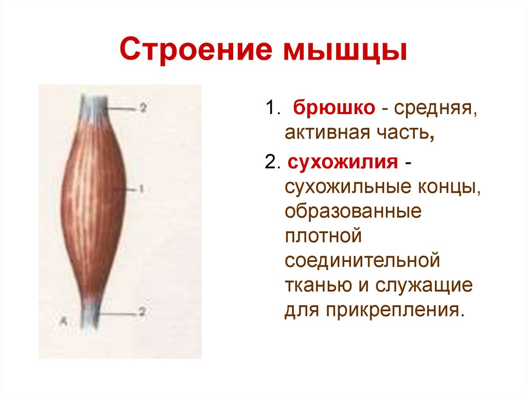 Концы мышц. Строение мышцы брюшко сухожилие. Строение скелетной мускулатуры схема. Строение скелетной мышцы вид сбоку. 1. Строение скелетной мышцы.