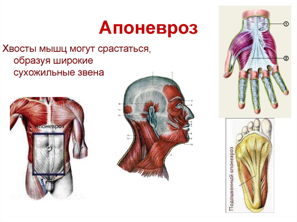 Апоневроз головы