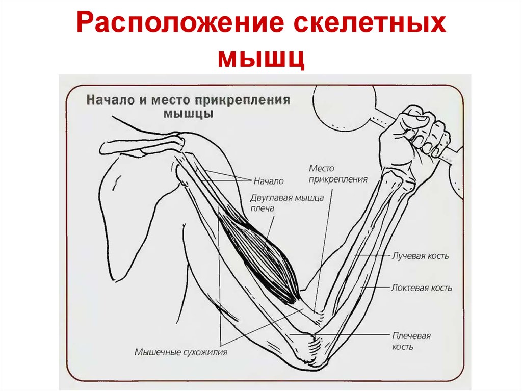 Схема сухожилий человека