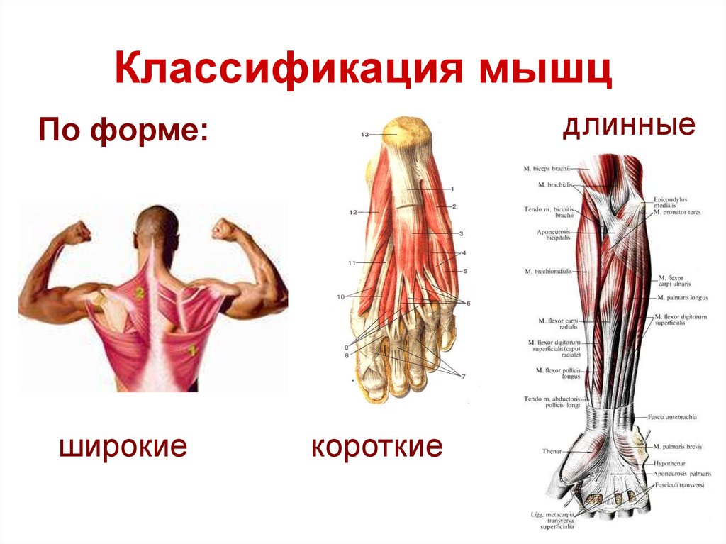 Презентация биомеханика мышц
