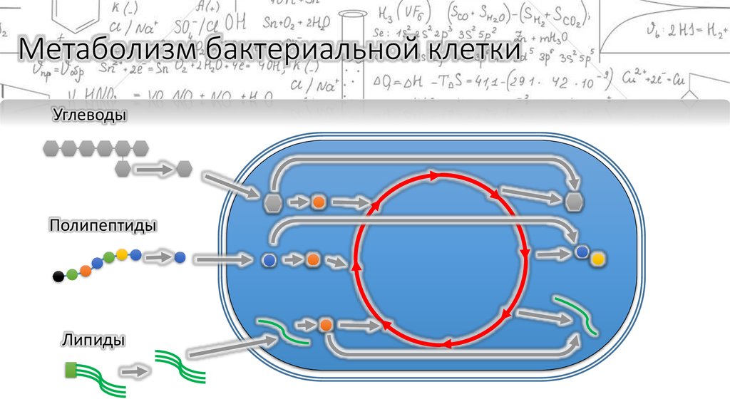 Тип обмена веществ бактерий