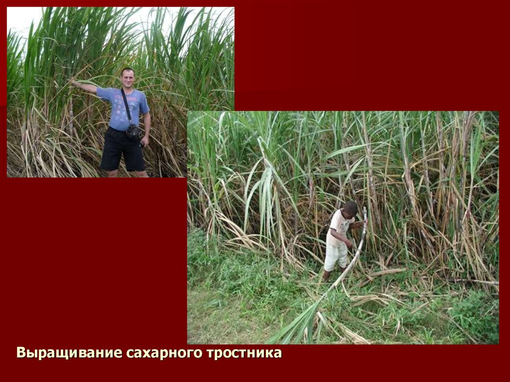 Выращивание сахарного тростника