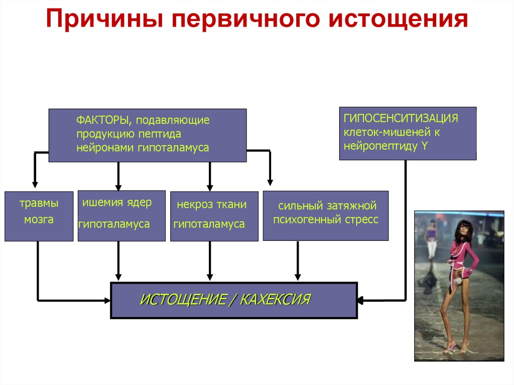 Кахексия что. Истощение патогенез патология. Причины развития раковой кахексии. Кахексия причины патогенез патологическая анатомия.