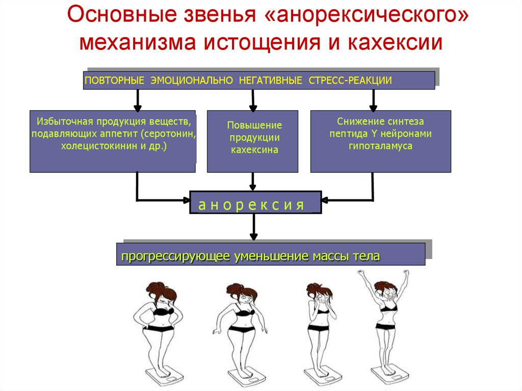 Схема патогенеза раковой кахексии патофизиология