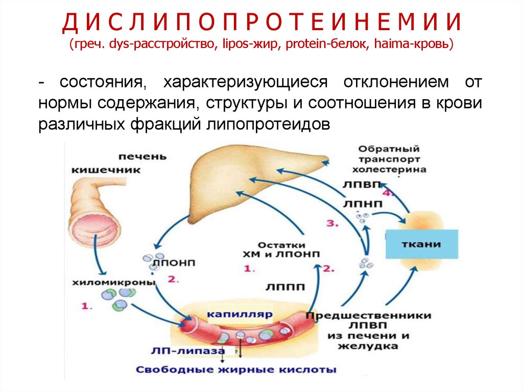 Обмен липидов регулируют. Дислипопротеинемии: понятие, типы. Схема липидного обмена атеросклероз. Дислипопротеинемии механизмы развития. Патогенез дислипопротеинемии.