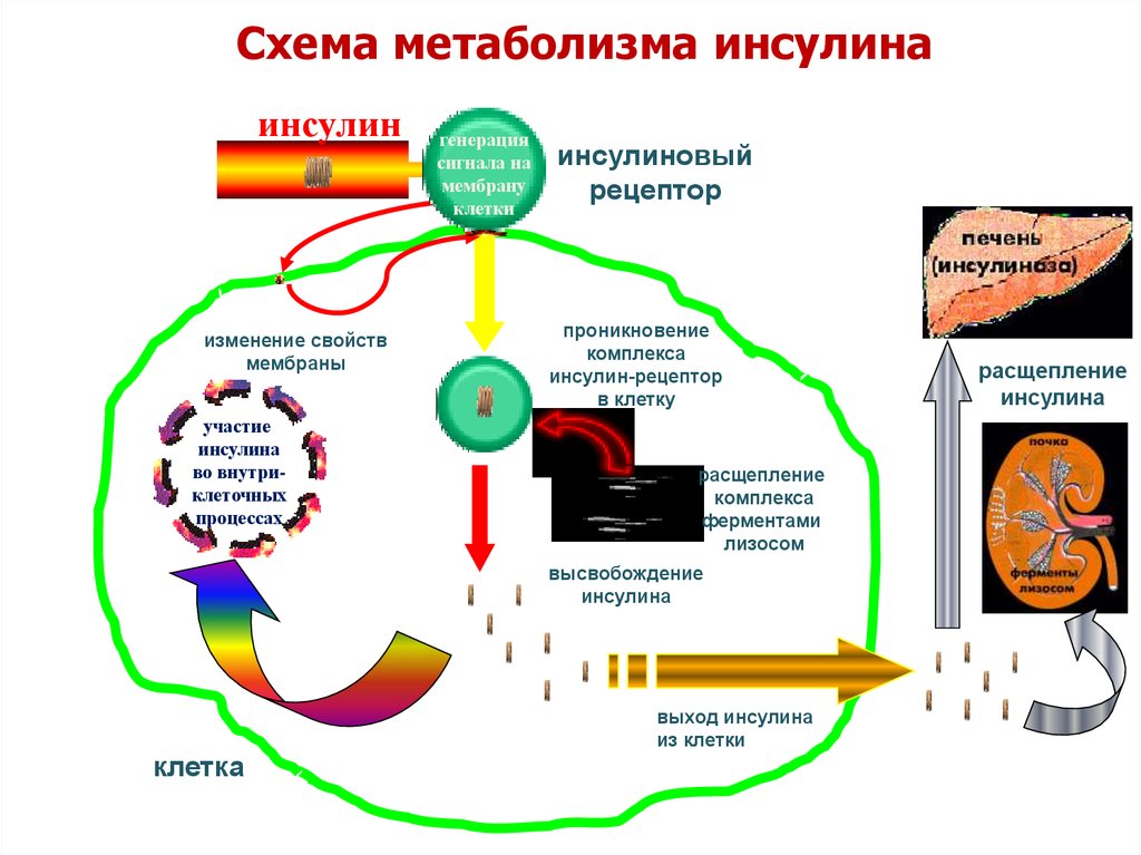 Где происходит расщепления