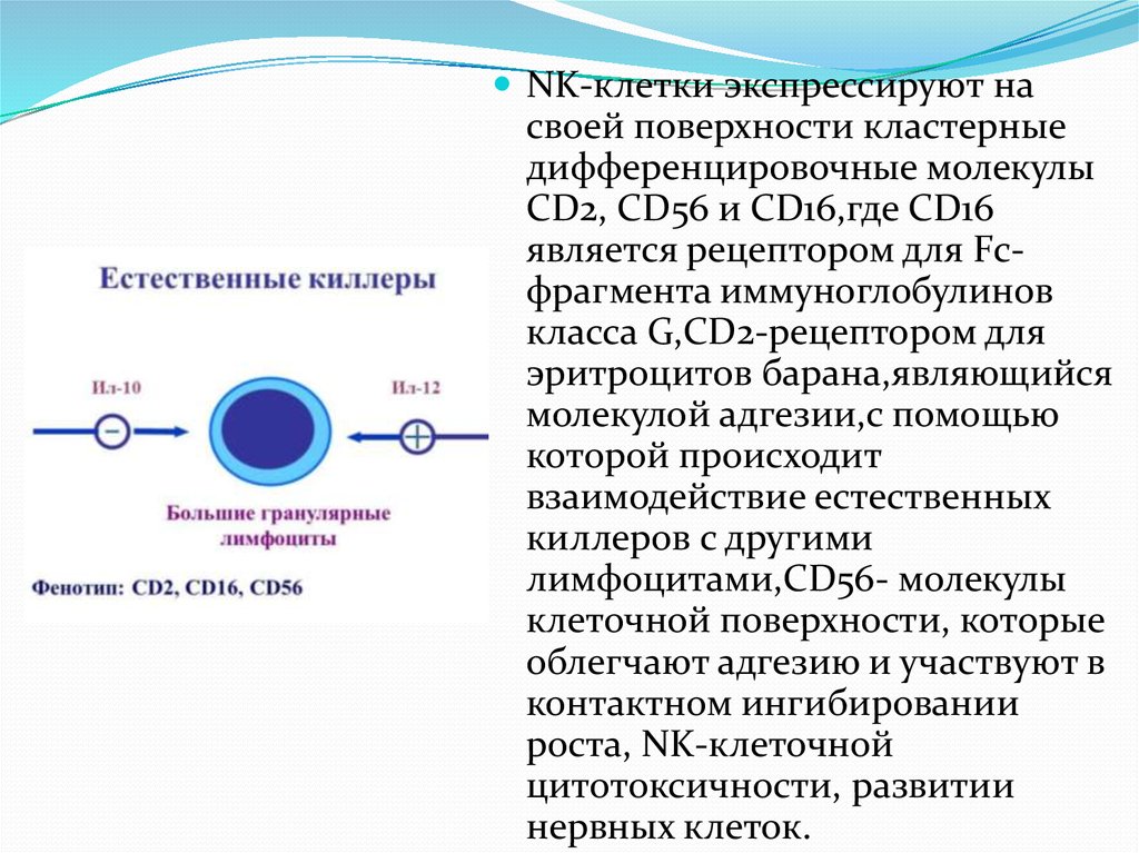 Молекула 16. NK клетки CD 16. Механизмы цитотоксичности натуральных киллеров. NK клетки экспрессируют. CD молекулы.