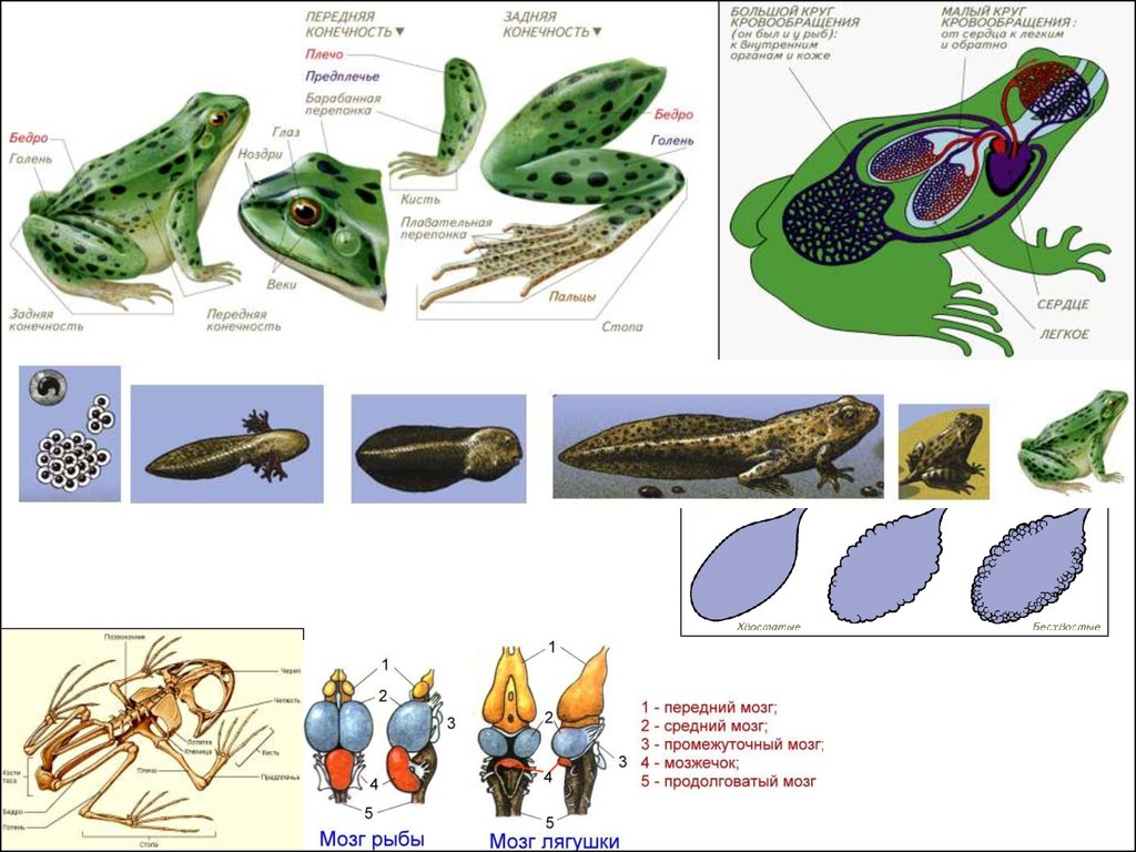 К каким классам относятся изображенные на рисунках животные типа хордовые лягушка