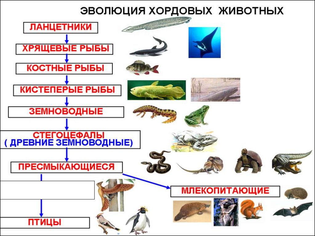 В какой последовательности появлялись животные. Схема эволюции хордовых животных. Хордовые Эволюция. Основные этапы развития животных. Возникновение хордовых животных.