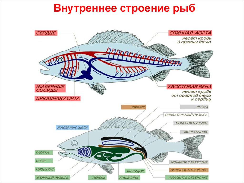 Пищеварительная система класса рыб