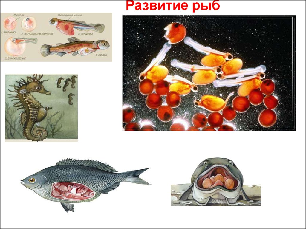 Тип развития щуки. Стадии развития рыбы. Схема развития рыбы. Модель развития рыбы. Стадии развития рыбы в картинках.