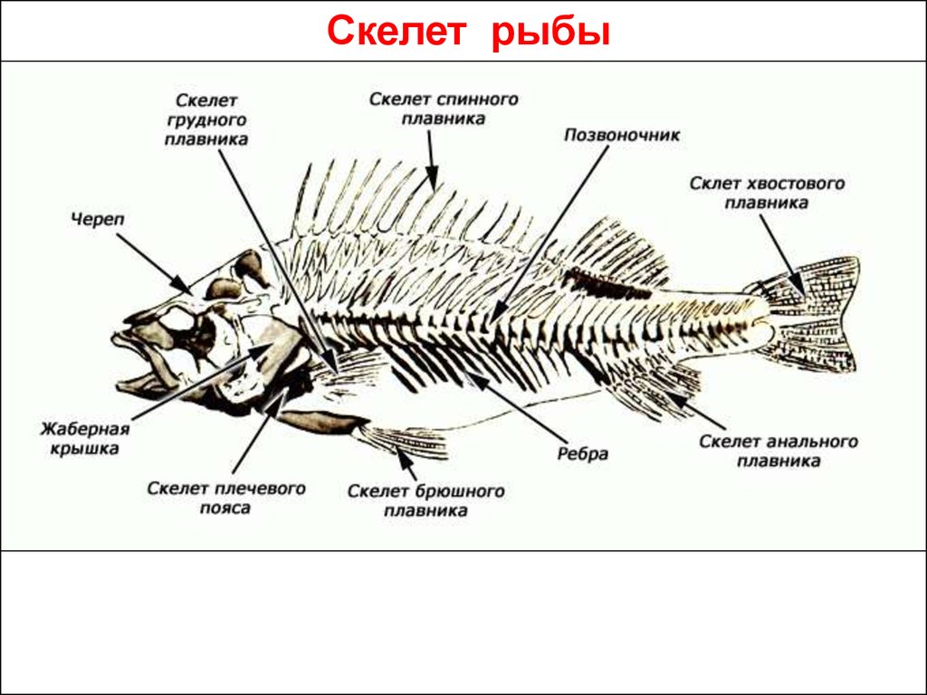 Скелет рыб 7 класс. Строение скелета костных рыб. Строение опорно двигательной системы у рыб. Строение скелета речного окуня. Строение скелета хордовых.
