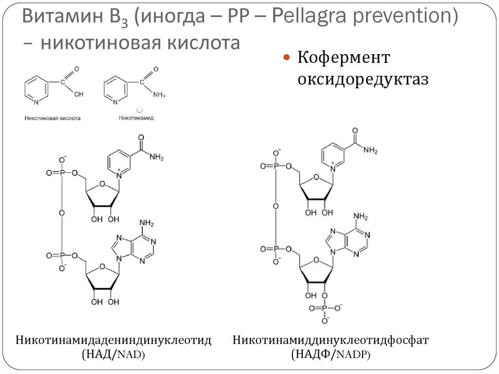 Синтез надф. Кофермент витамина в3. Коферментная форма никотиновой кислоты. Витамин рр формула кофермента. Витамин б3 формула кофермента.