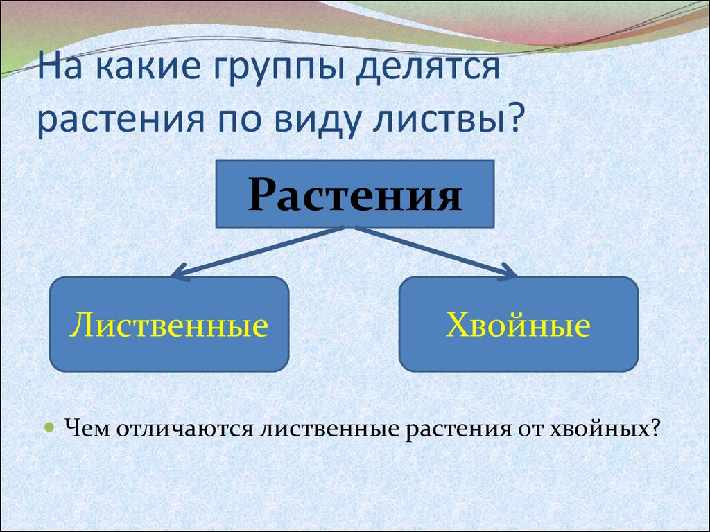 На какие две группы делятся. Какую группу растений мы делим на лиственные и хвойные. Знания делятся на группы какие. Какая группа растений не делится на лиственные и хвойные. На какие группы делятся мифы.